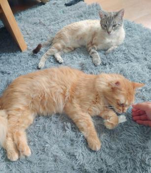 Amelio Bild von Amelio