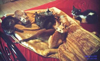 Katty und Freunde Bild von Katty