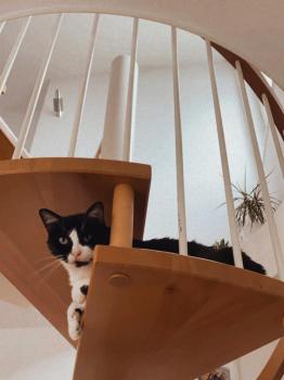Cesar Bild von Cesar