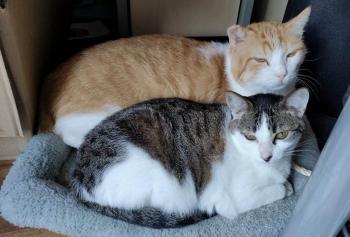 Tabby Bild von Tabby