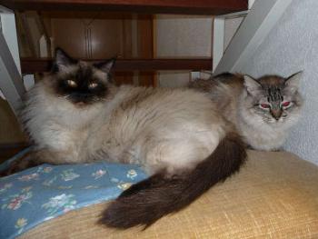 Candela und Kumpel Bild von Candela