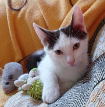 Ambrosio Bild von Ambrosio