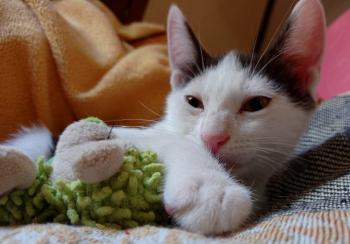 Ambrosio Bild von Ambrosio