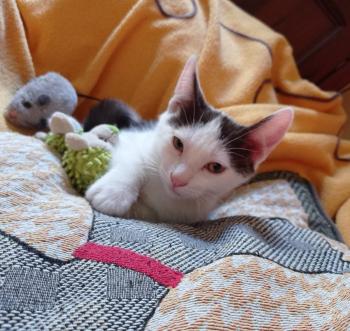 Ambrosio Bild von Ambrosio