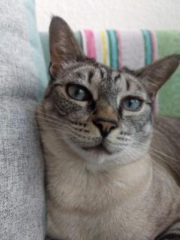 Reinita Bild von Reinita