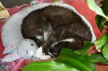 Susi Bild von Susi