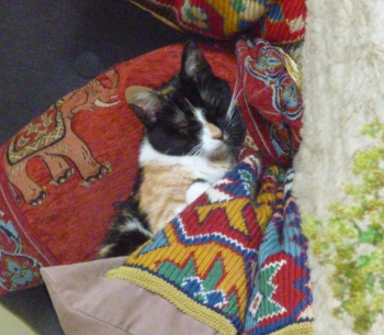 Petula Bild von Petula