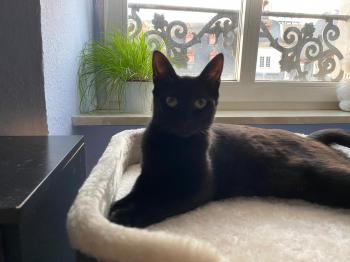 Tashi Bild von Tashi