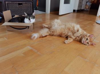 Jasper Bild von Jasper