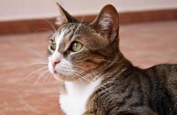 Simba Bild von Simba