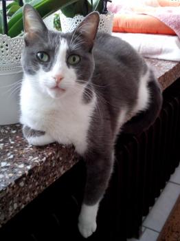 Bild von Grey