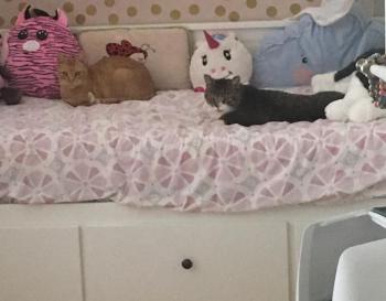 Chimo Bild von Chimo