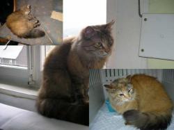 Wir suchen immer noch nach Ro / Felina!!! News-Bild
