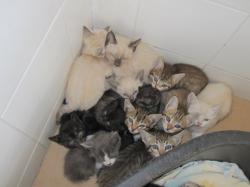Kittenschwemme beginnt News-Bild