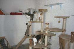 Hilfe für unser Katzenhaus News-Bild