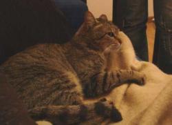 Keks - Dringend Zuhause in Einzelhaltung gesucht News-Bild