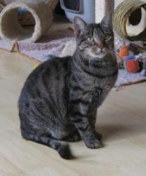 Cutie Pie ist "Notfall der Woche" bei TierHelden.de News-Bild