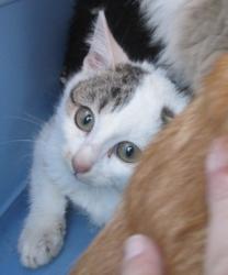 Kittenschwemme erreicht uns bereits.... News-Bild
