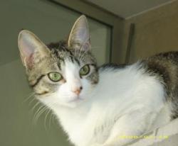 Katzenstreu und Futter benötigt News-Bild