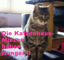 Wir brauchen wieder Nassfutter für das Katzenhaus News-Bild