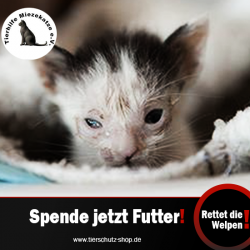 Spendenaktion "Rettet die Welpen" vom Tierschutz-Shop News-Bild