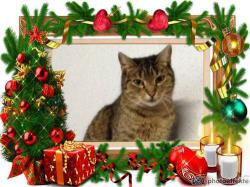 FROHE WEIHNACHTEN News-Bild