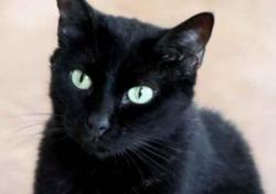 2.000 vermittelte Katzen News-Bild