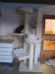 Kratzbäume für das Katzenhaus News-Bild