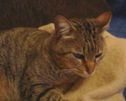 Dringend Zuhause für Einzelkatze gesucht! News-Bild