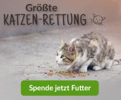 Projekt "Größte KATZEN-RETTUNG" vom Tierschutz-Shop News-Bild