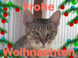 Frohe Weihnachten und einen guten Rutsch ins neue Jahr News-Bild