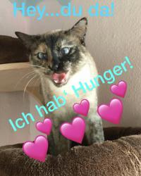 Wir benötigen Nassfutter für das Katzenhaus News-Bild