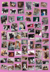 67 Katzen ins Happy End umgezogen News-Bild
