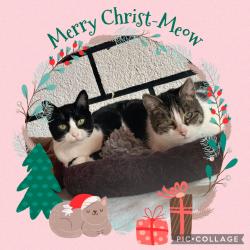 Adventszeit im Katzenhaus News-Bild