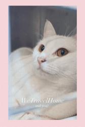 Achter Transport für 2022 - 33 Miezekatzen im Glück News-Bild
