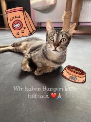 Die Miezen im Katzenhaus haben Hunger… News-Bild