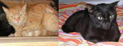 Dringend ein Zuhause gesucht! News-Bild
