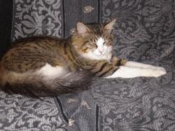 35398 Giessen-Lützellinden: Kater Jerry wird seit dem 19.08.2008 vermisst!!! News-Bild