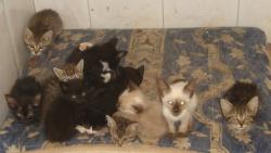 Viele Kitten in der Tötungsstation in Jerez News-Bild