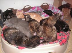 Notfall - über 50 Katzen in einer Wohnung in Barcelona News-Bild