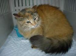 Wir suchen Ro / Felina!!! News-Bild