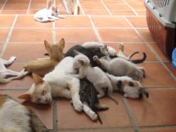 Kittenschwemme... News-Bild
