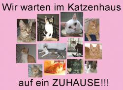 Miezen im Katzenhaus News-Bild