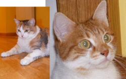 Mia und Lola suchen dringend ein Zuhause - Zuhause gefunden!!! News-Bild
