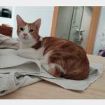 Mitsy Vorschau des Tieres