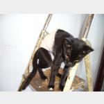 Manchitas Vorschau des Tieres