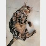 Horus Vorschau des Tieres