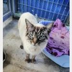 Caty Vorschau des Tieres