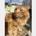 Garfield Vorschau des Tieres