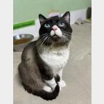 Bandit Vorschau des Tieres